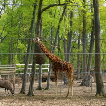 107.Gr dina Zoologic din T rgu Mure 4 - About Targu Mures