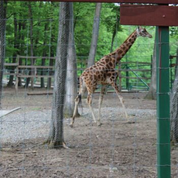 593eeef5a518d - About Targu Mures