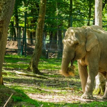 IUL 0287 logo 2 - About Targu Mures