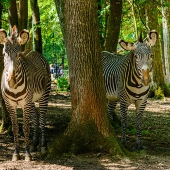 IUL 0408 logo 2 - About Targu Mures