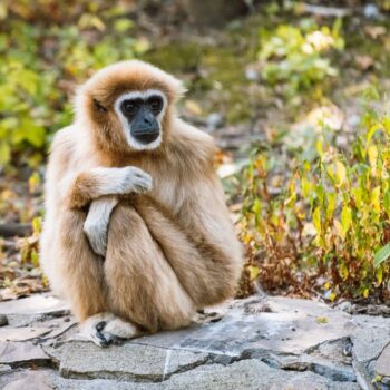 hatter12 - About Targu Mures