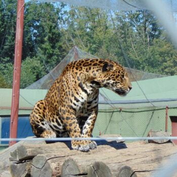leopard zoo - About Targu Mures