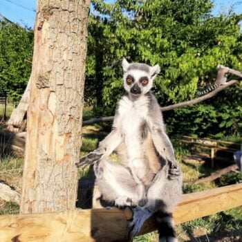 poiana lemurilor la zoo targu mures 223004 - About Targu Mures